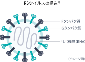 RSウイルスの構造
